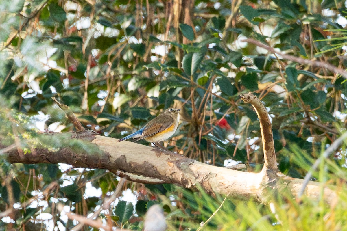 Red-flanked Bluetail - ML612021062