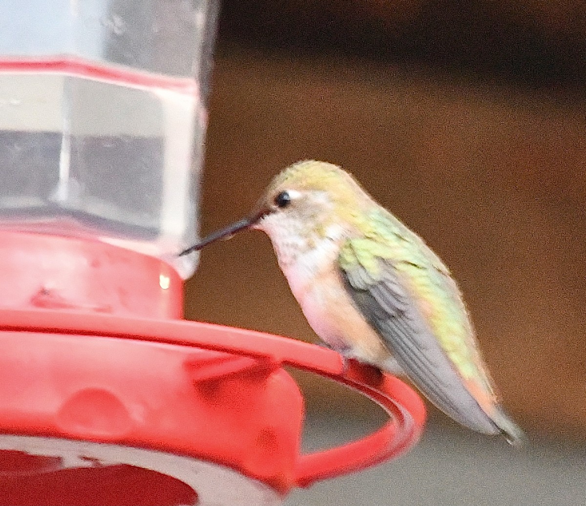 Broad-tailed Hummingbird - ML612021073