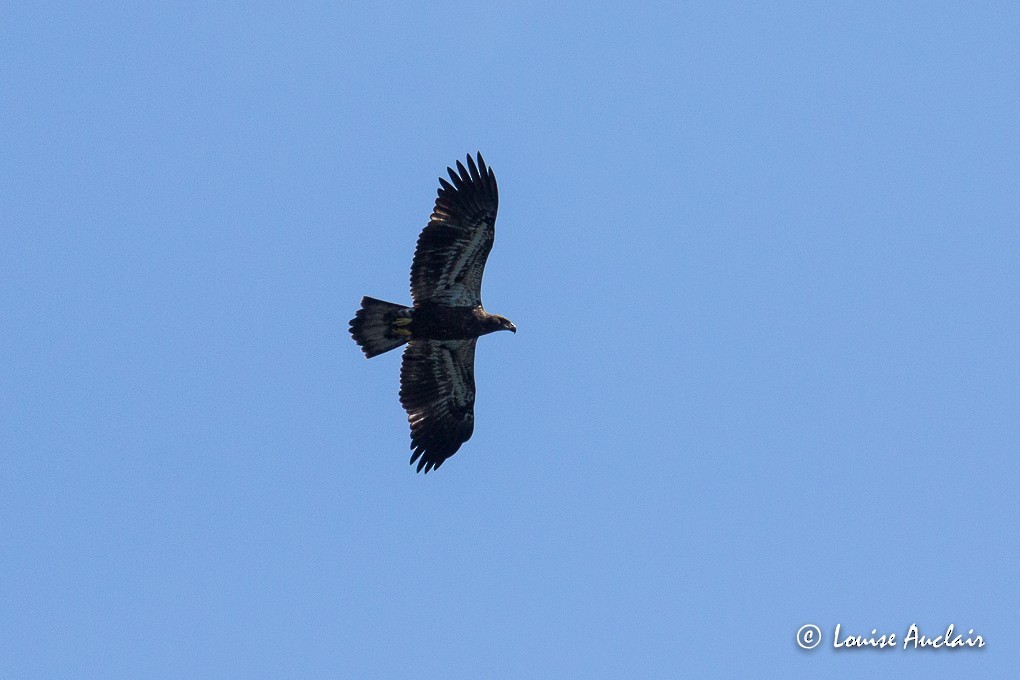 Bald Eagle - ML61202111