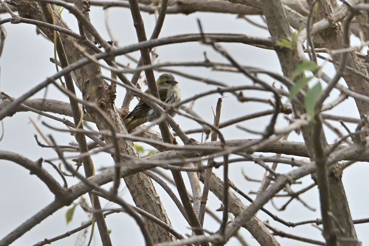 Eurasian Siskin - ML612021119