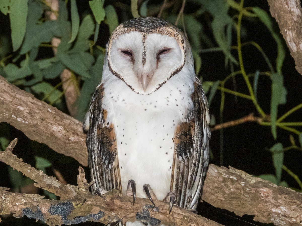 Barn Owl - ML612021122