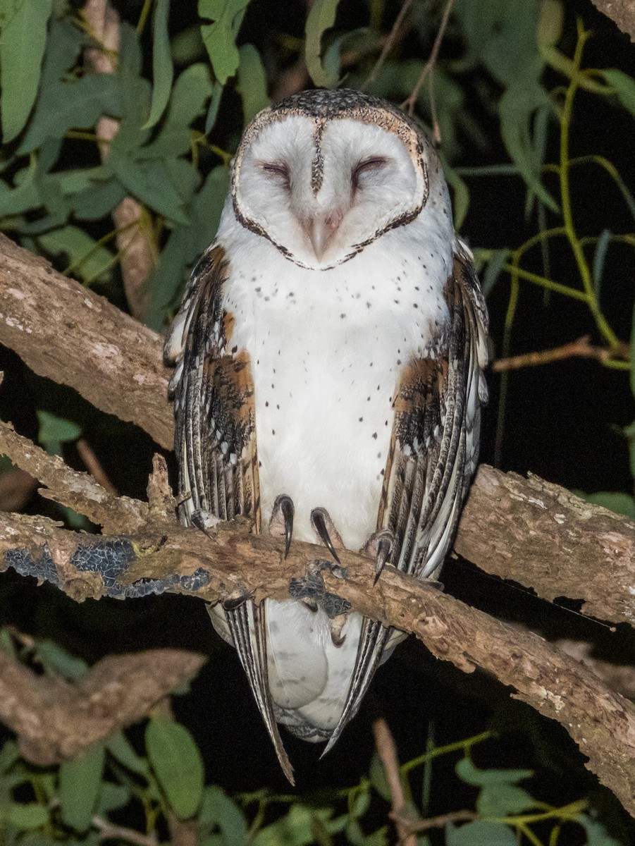 Barn Owl - ML612021123