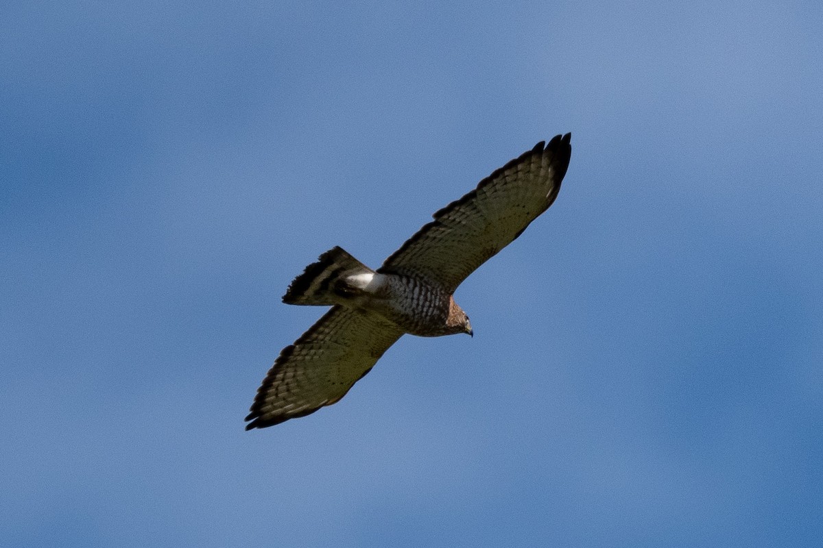 Broad-winged Hawk - Luis Rodriguez