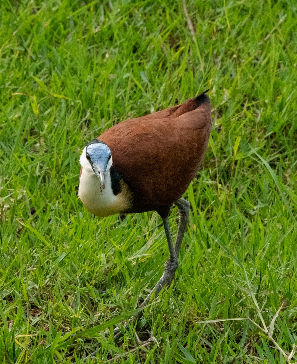 African Jacana - ML612021204