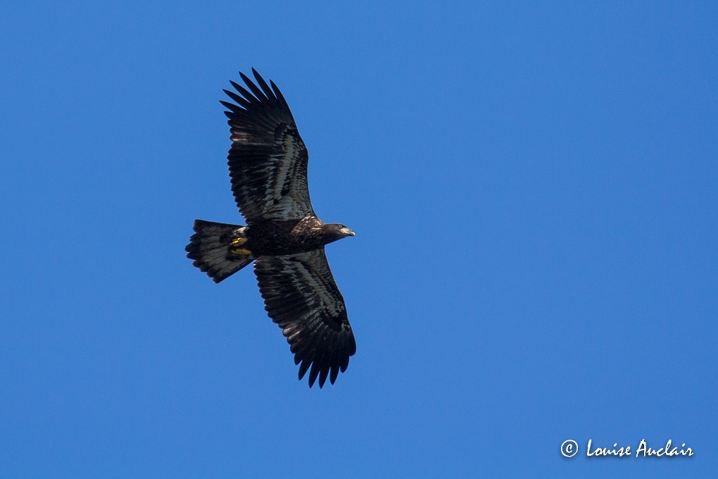 Bald Eagle - ML61202121