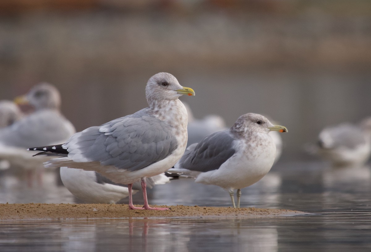 Iceland Gull (Thayer's) - Kalin Ocaña