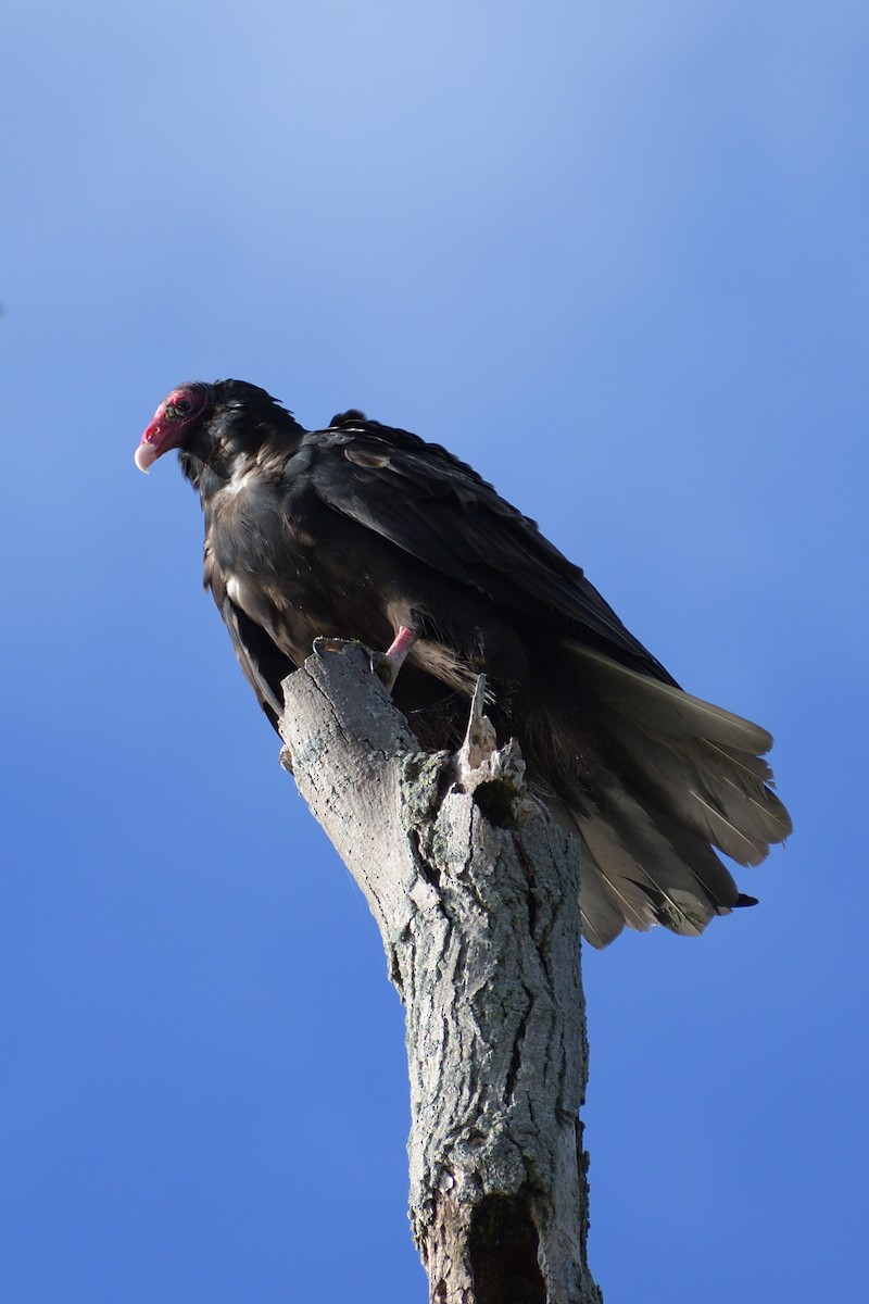 Turkey Vulture - ML612021232