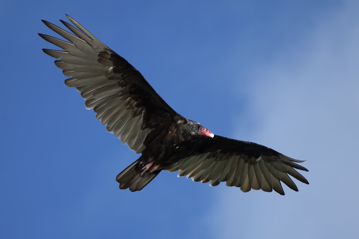 Turkey Vulture - ML612021233