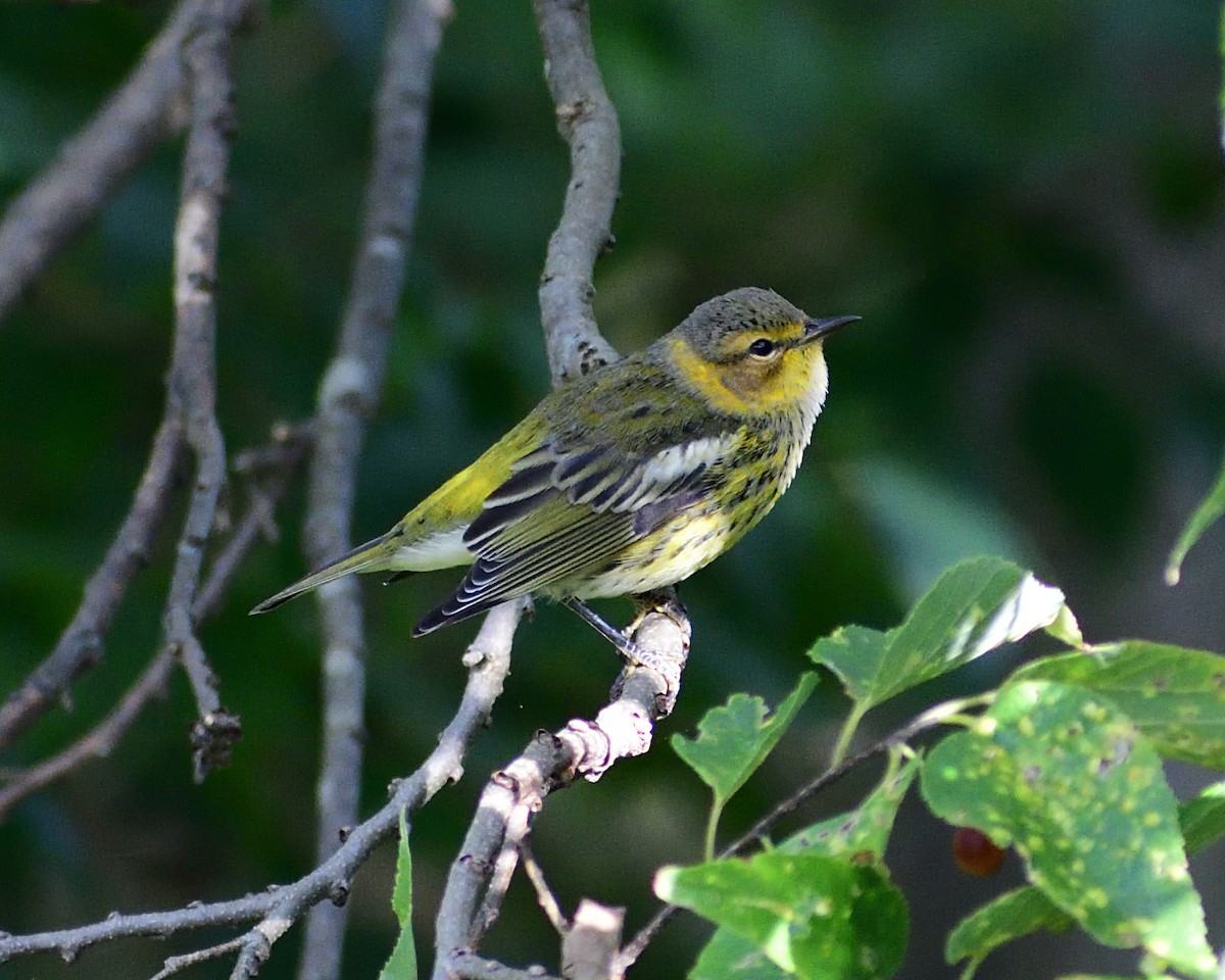Cape May Warbler - ML612021257