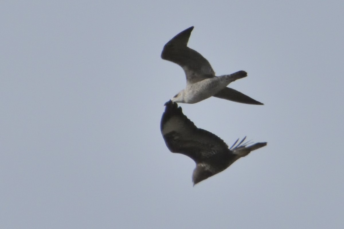 Lesser Black-backed Gull - ML612021259