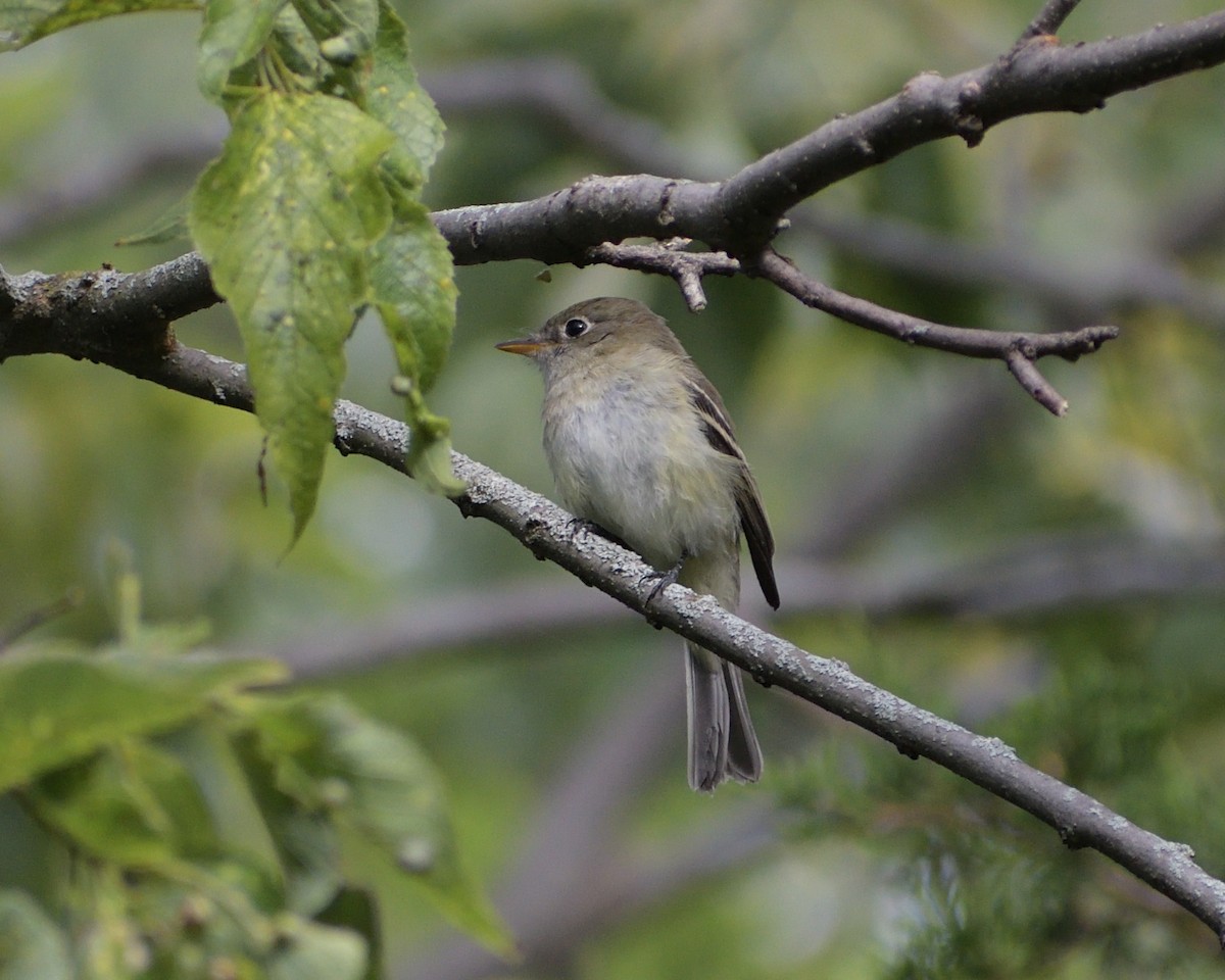 Least Flycatcher - ML612021292