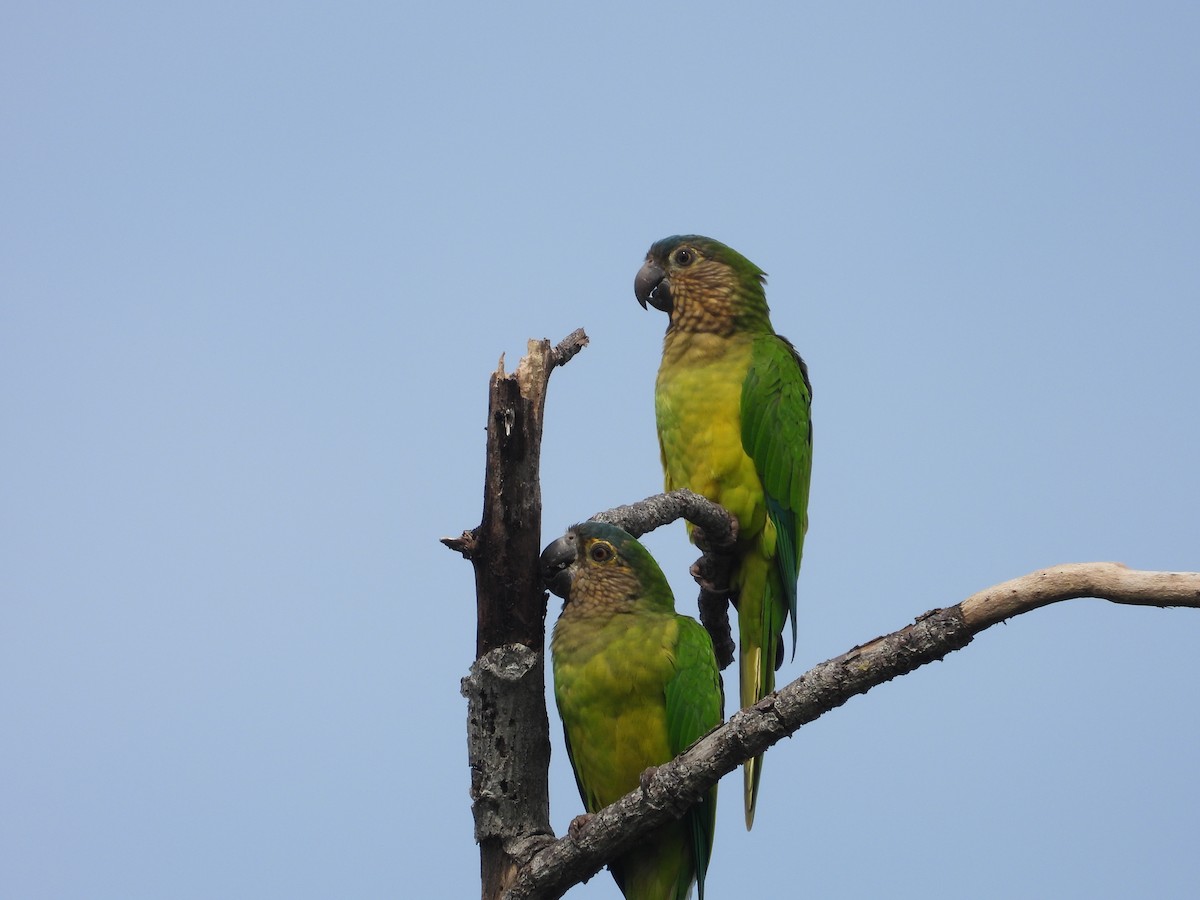 Aratinga Pertinaz - ML612021333