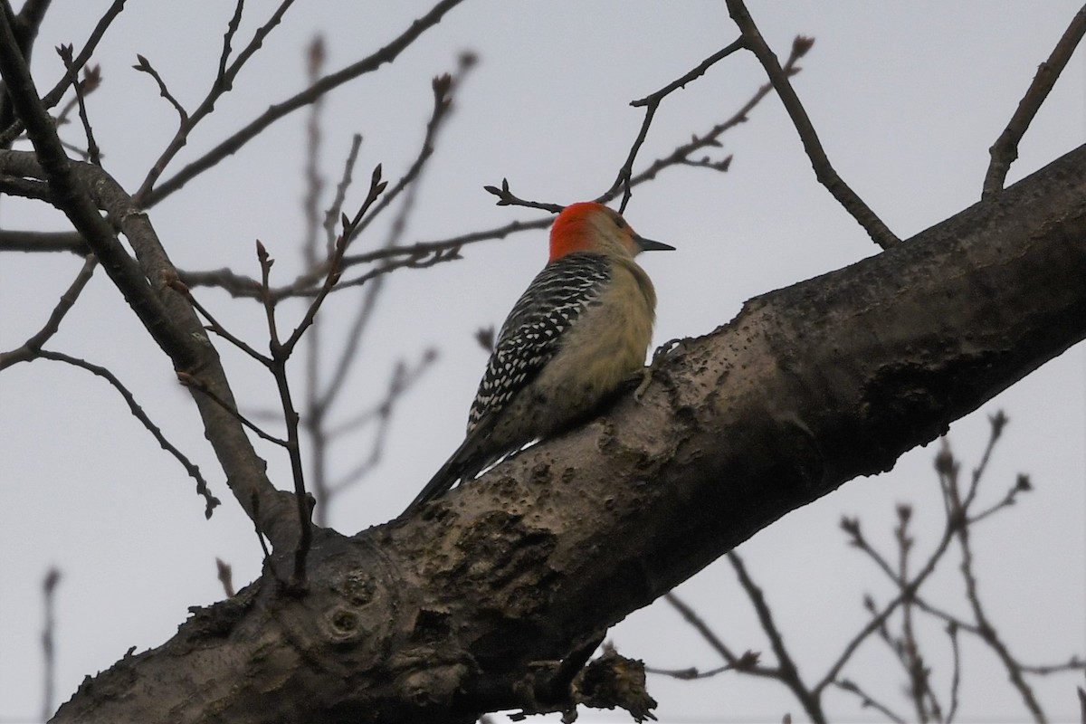 Red-bellied Woodpecker - ML612021334