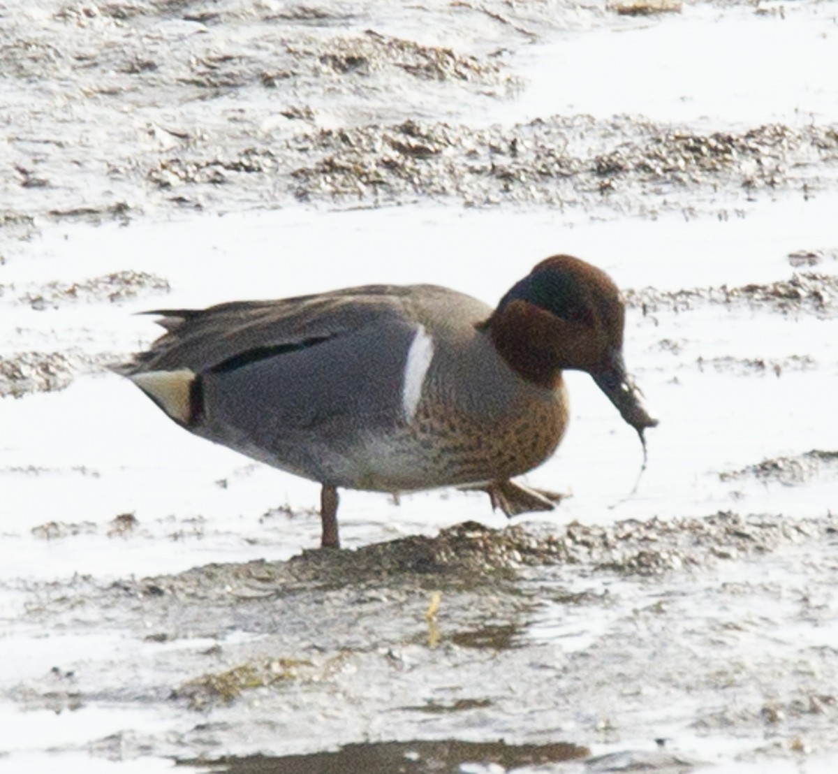 Green-winged Teal - ML612021363