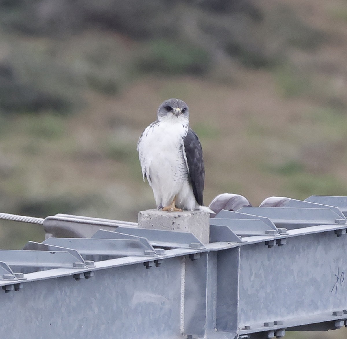 Variable Hawk (Red-backed) - ML612021378