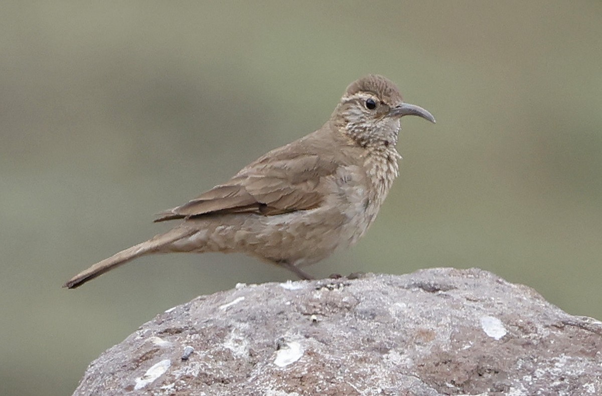 Upucerthie des buissons - ML612021407