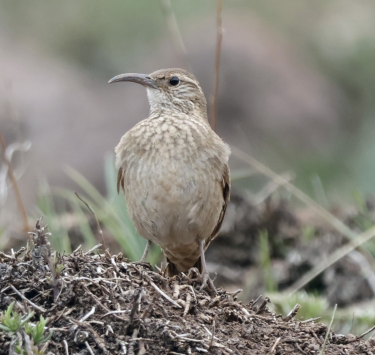 Upucerthie des buissons - ML612021425