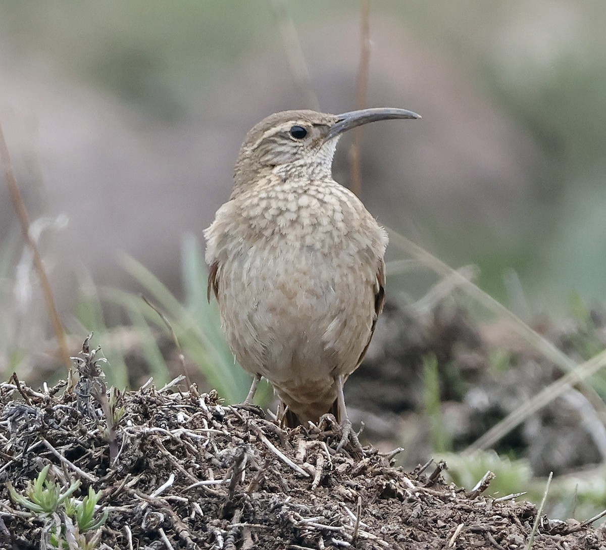 Upucerthie des buissons - ML612021441
