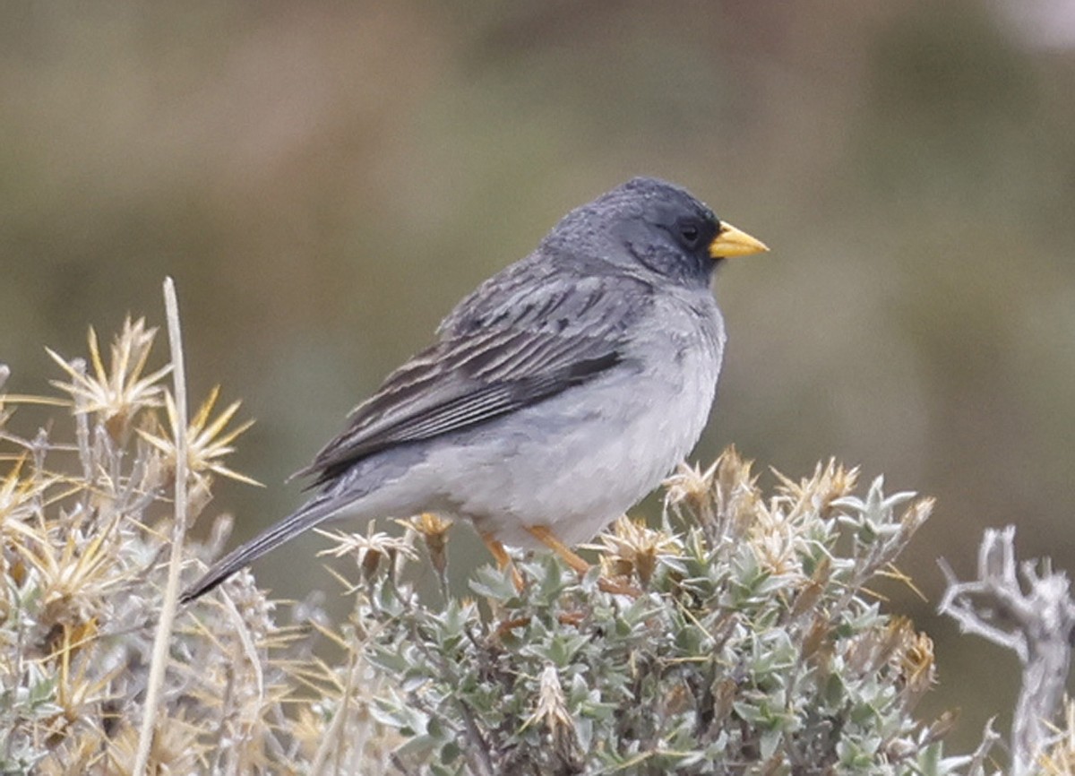 Incaspize à queue barrée - ML612021457