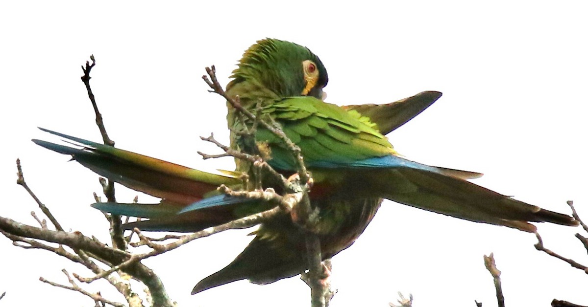 Blue-winged Macaw - Connie Lintz