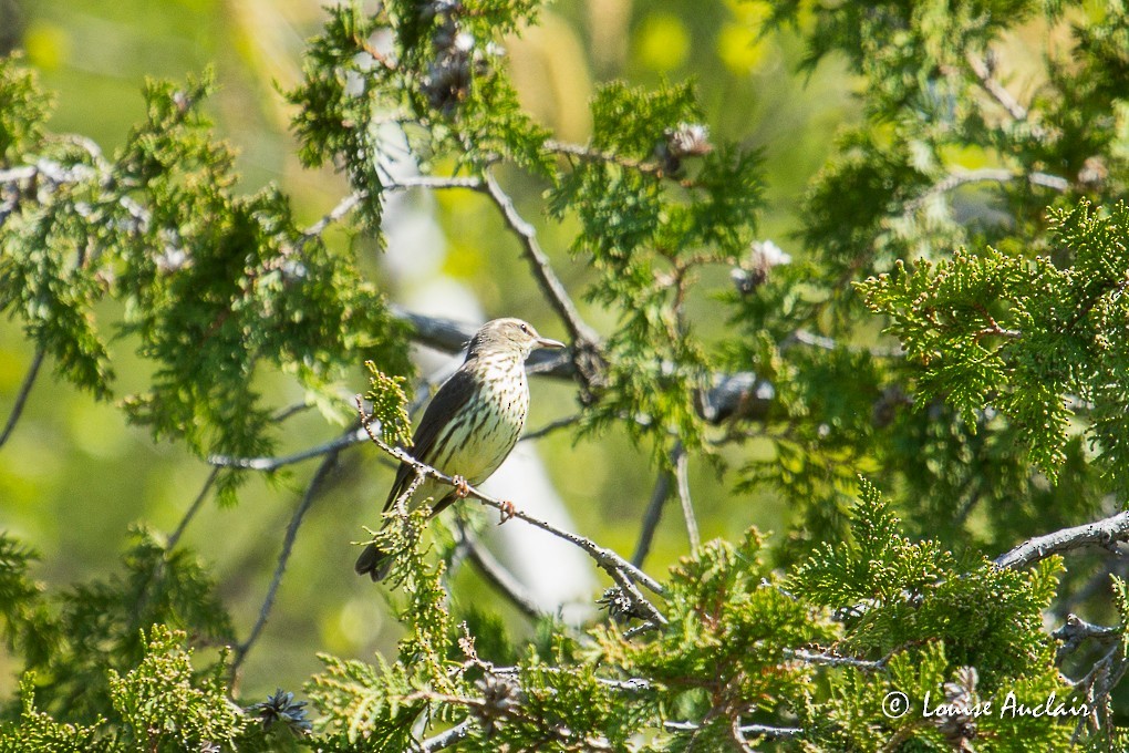 Northern Waterthrush - Louise Auclair