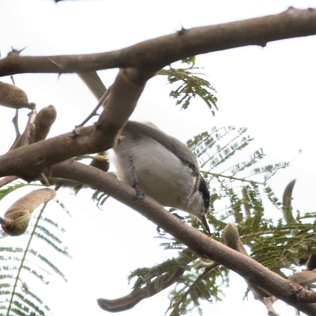 Tropical Gnatcatcher - Luis Rodriguez