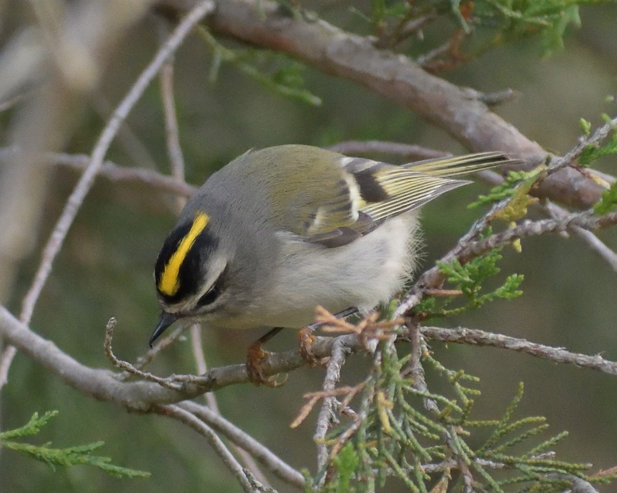 Golden-crowned Kinglet - ML612021563