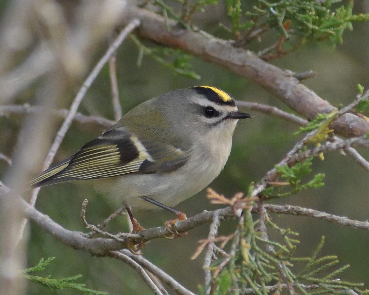 Golden-crowned Kinglet - ML612021564