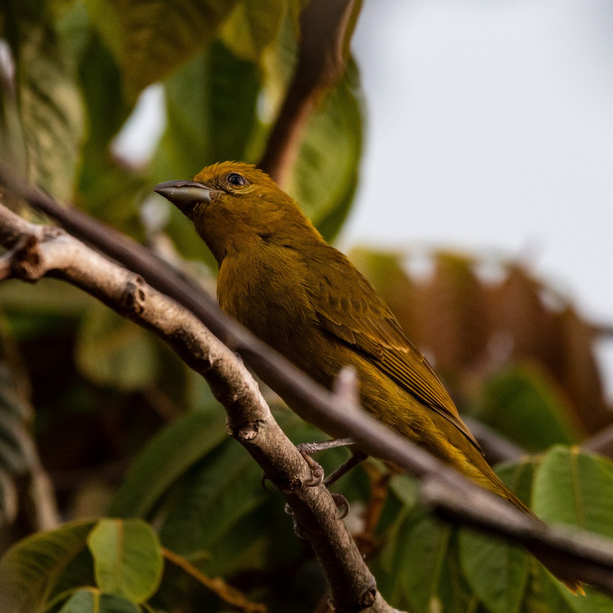 Summer Tanager - Luis Rodriguez