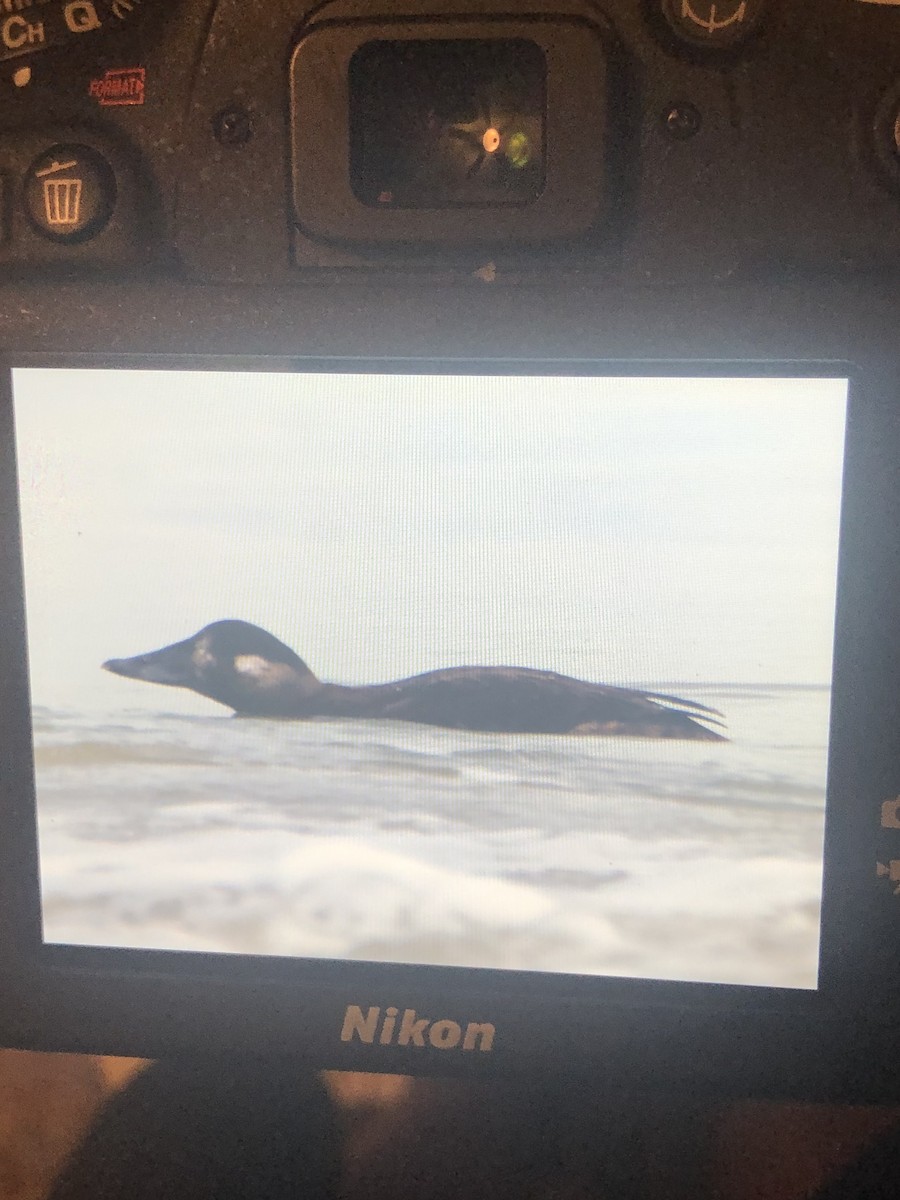 Surf Scoter - Philip Whitlow