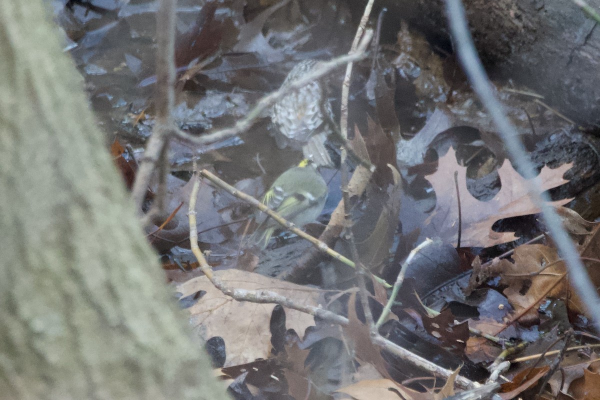 Golden-crowned Kinglet - ML612021619