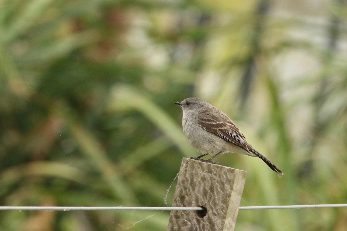 Sooty Tyrannulet - ML612021626