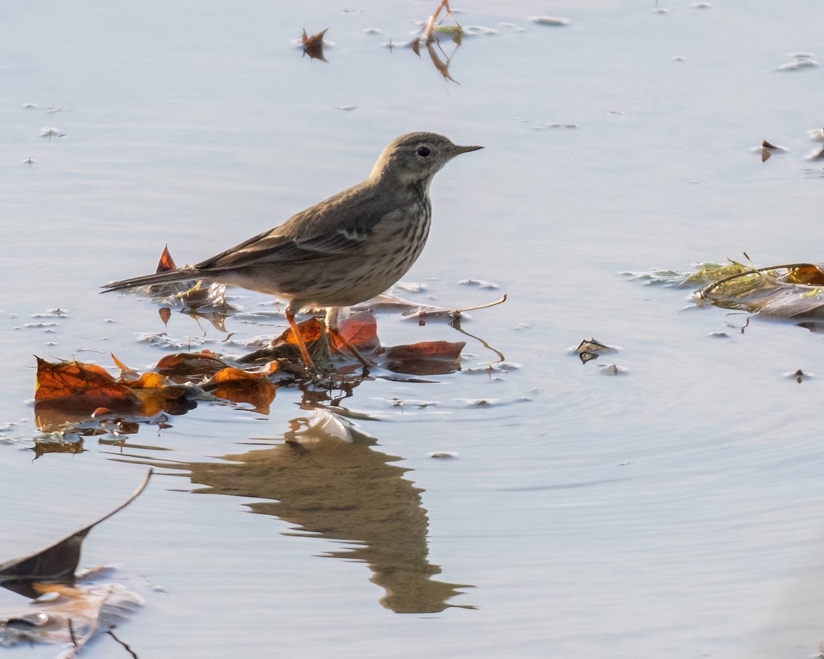 American Pipit - ML612021629