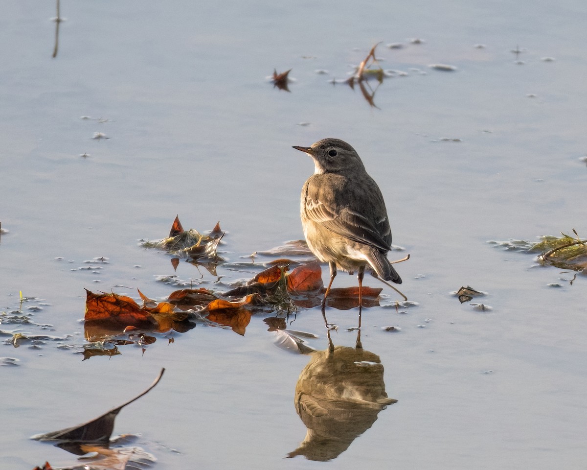 American Pipit - ML612021630