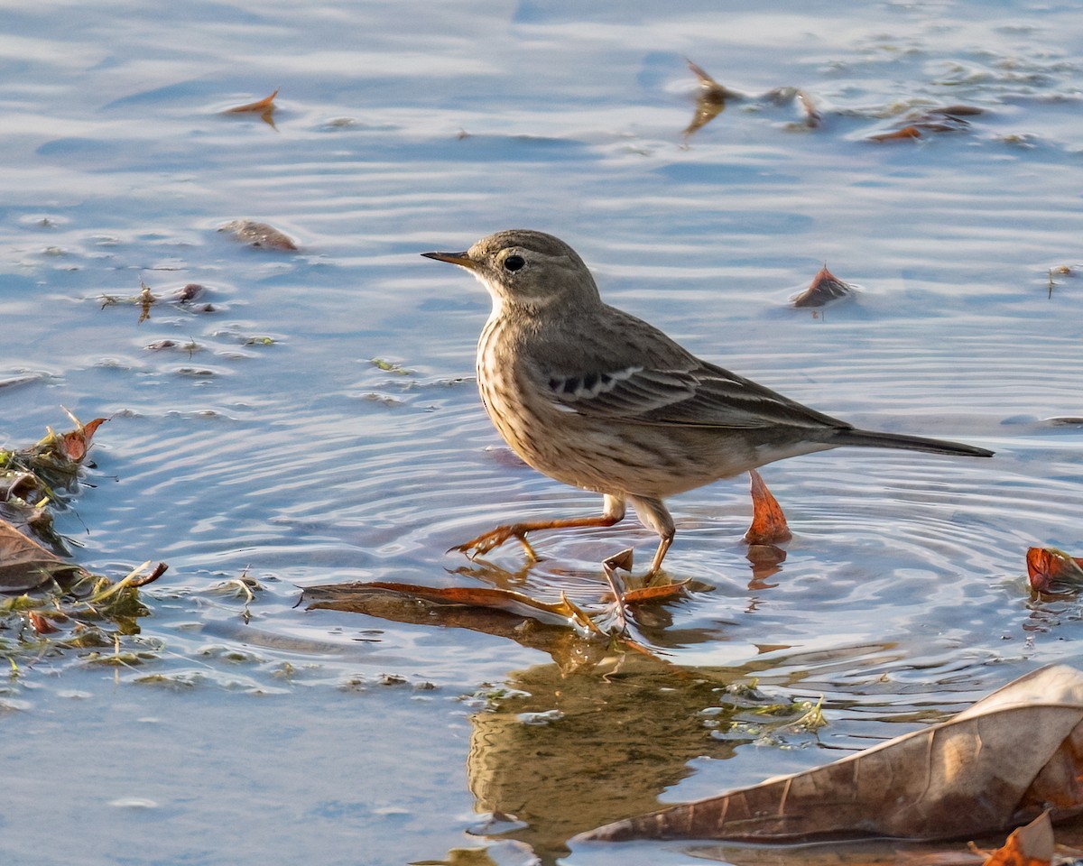 American Pipit - ML612021633