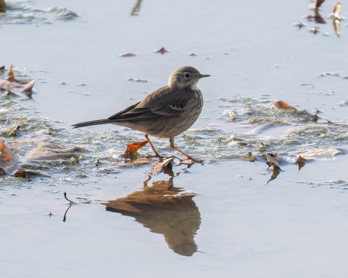 American Pipit - ML612021634