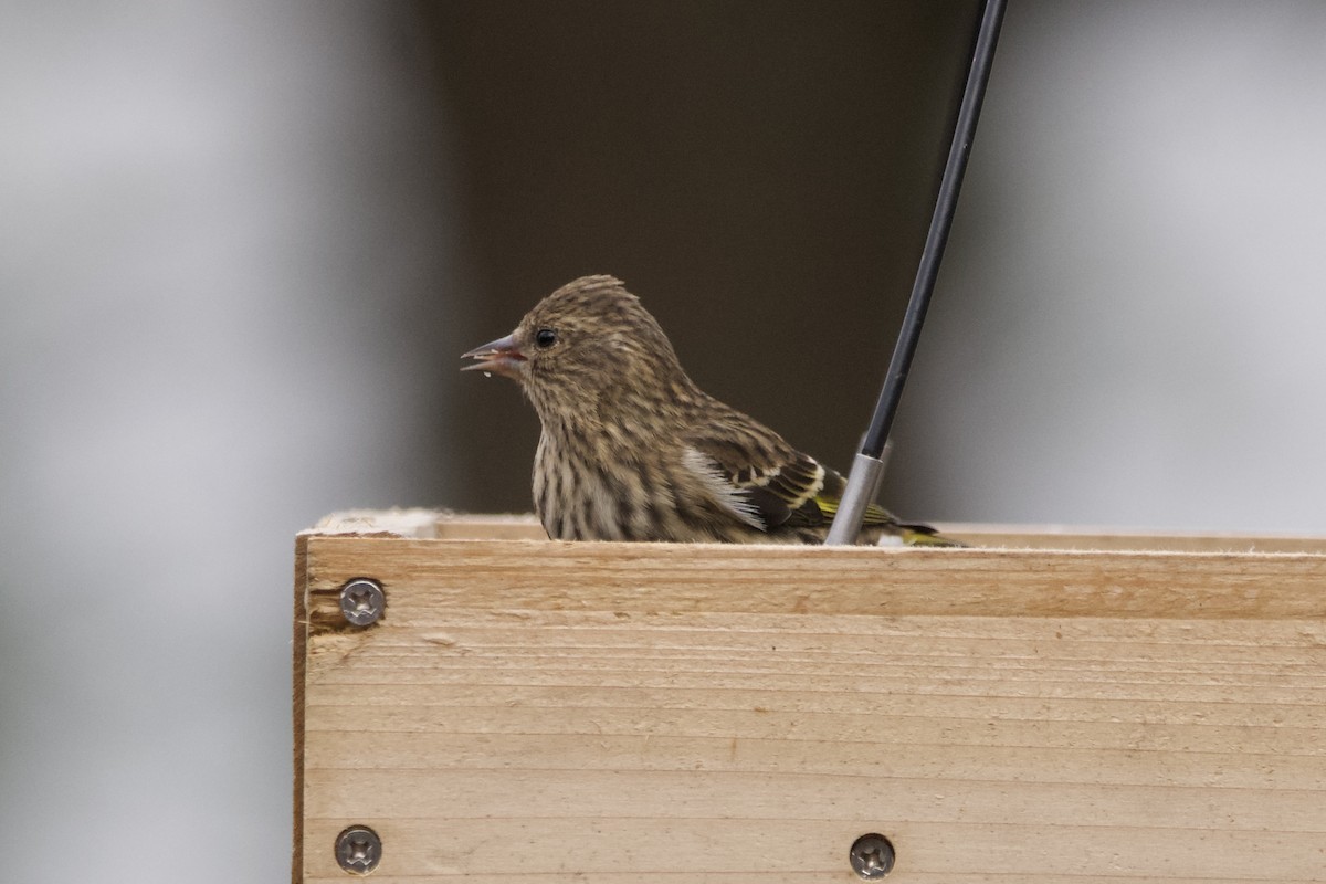 Pine Siskin - ML612021638