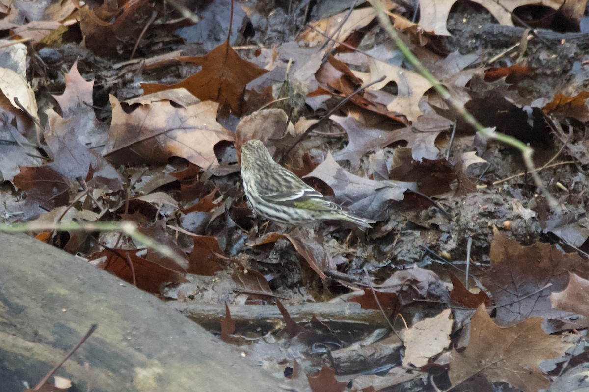 Pine Siskin - ML612021641