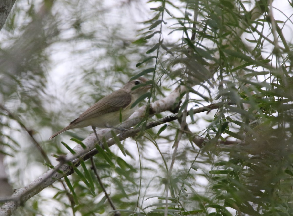 Warbling Vireo - ML612021649