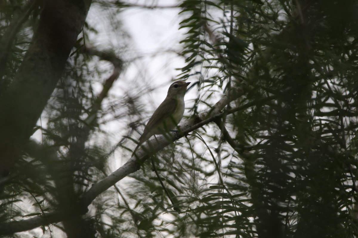 Warbling Vireo - Kendall Watkins