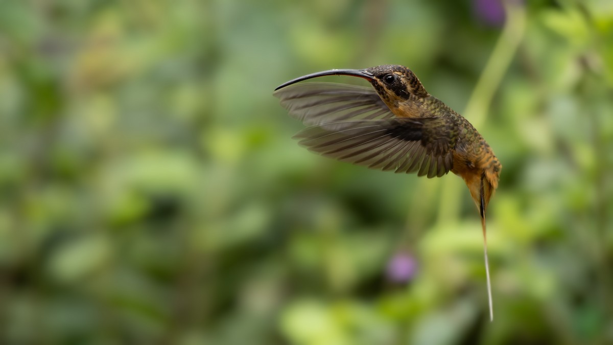Tawny-bellied Hermit - ML612021669
