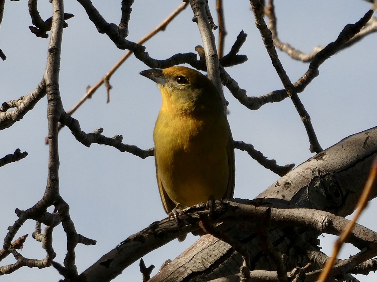 Hepatic Tanager - Dale Provost