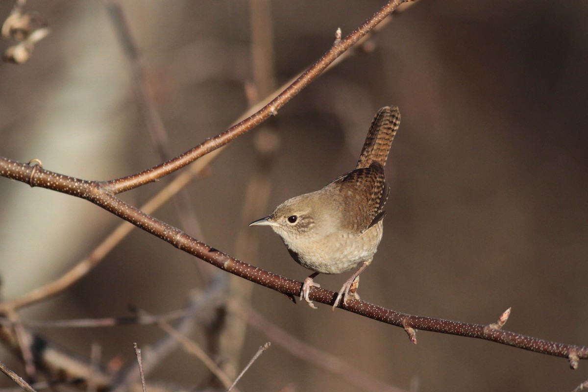 House Wren (Northern) - ML612022019