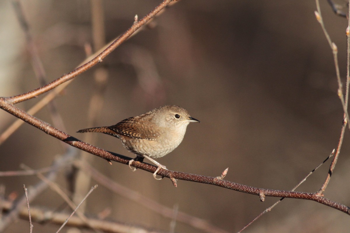 House Wren (Northern) - Marshall Iliff