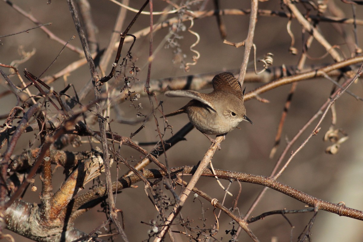 Northern House Wren (Northern) - Marshall Iliff