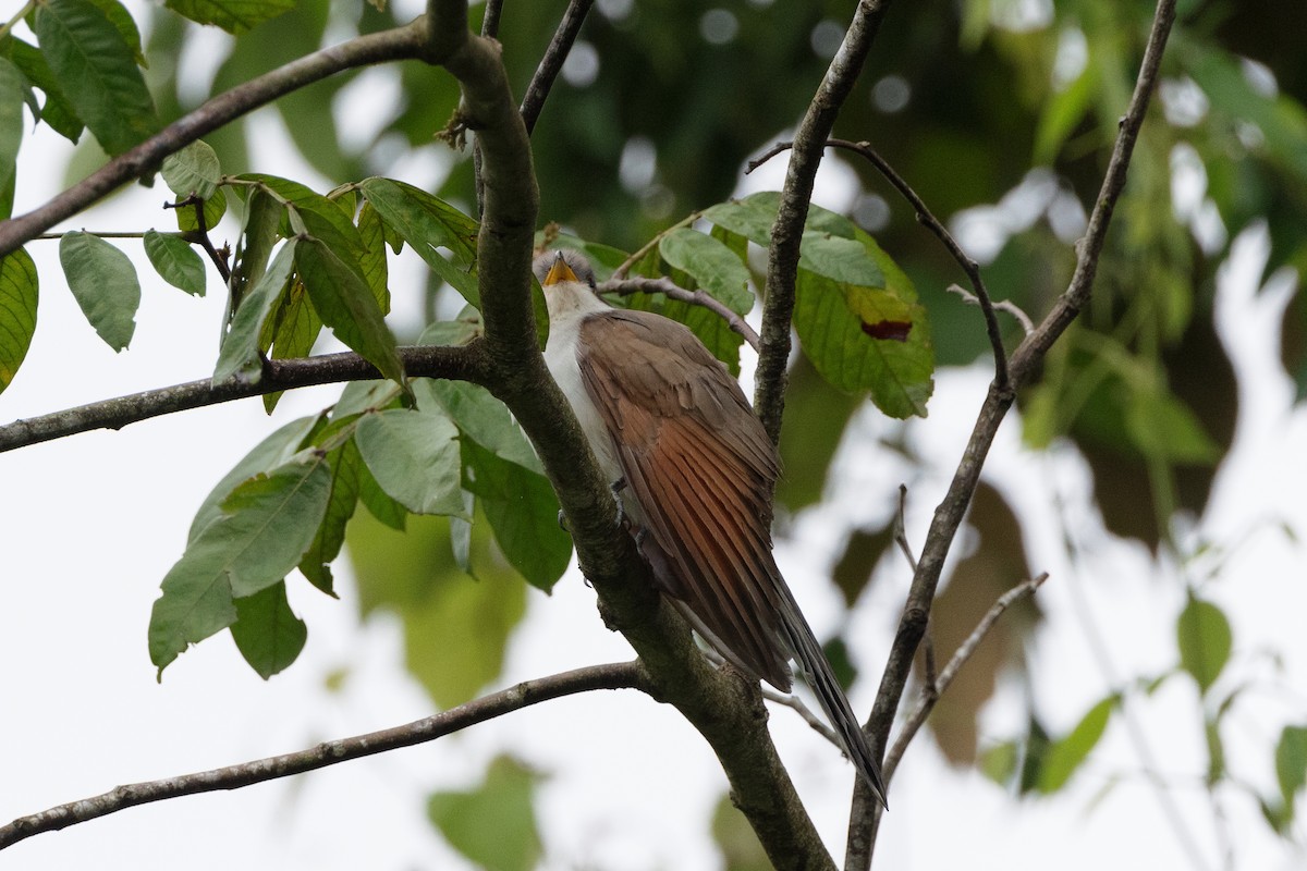 kukačka dešťová - ML612022110