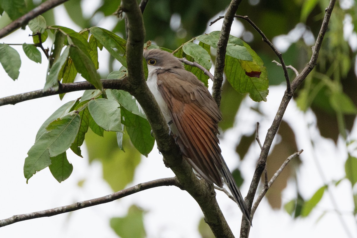 kukačka dešťová - ML612022111