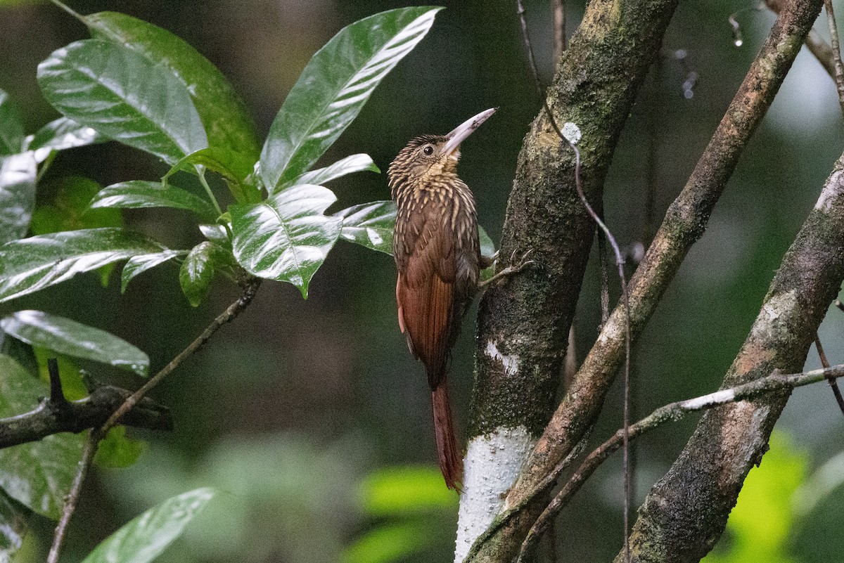 Ivory-billed Woodcreeper - ML612022130