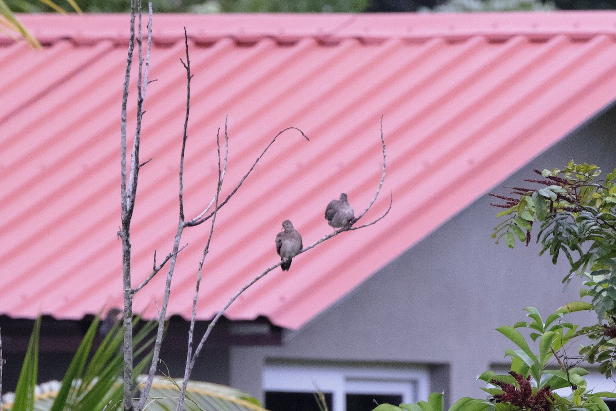 holoubek malý - ML612022170