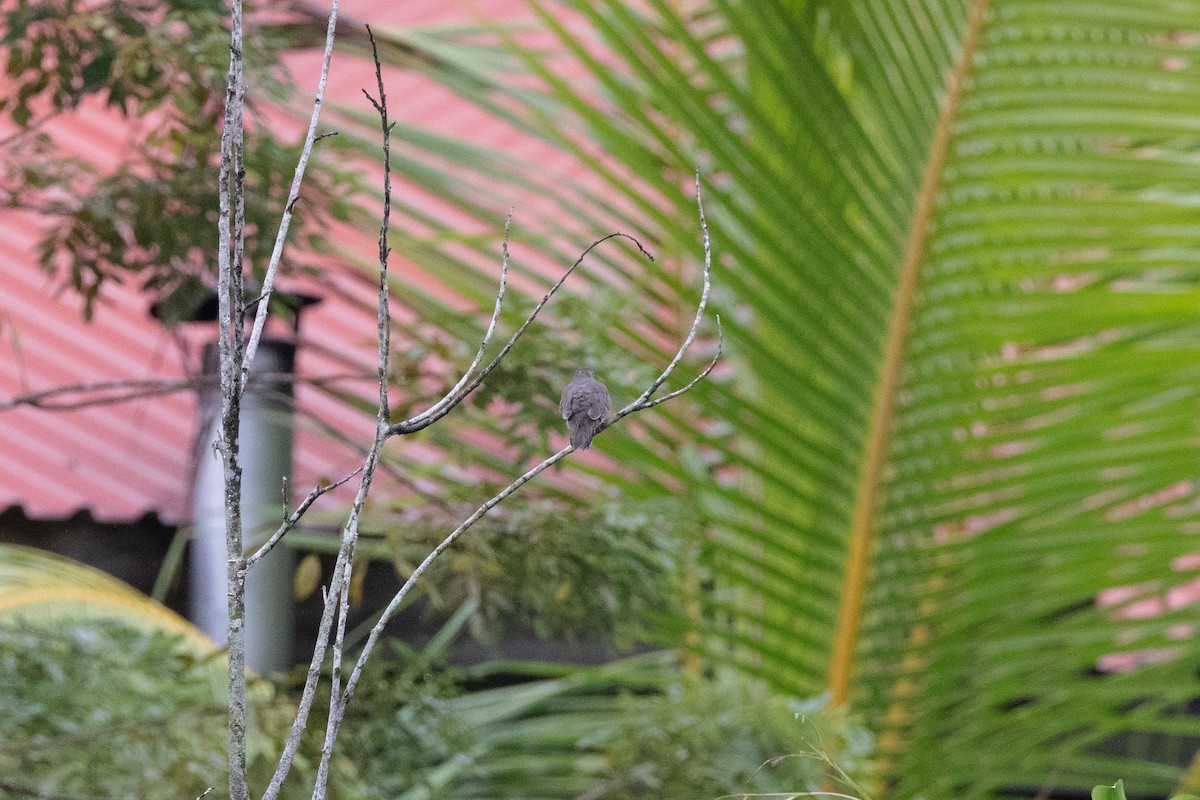 holoubek malý - ML612022171